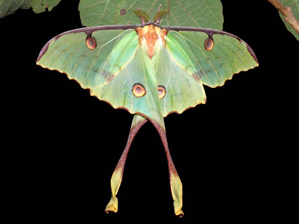 Image of African Luna moth