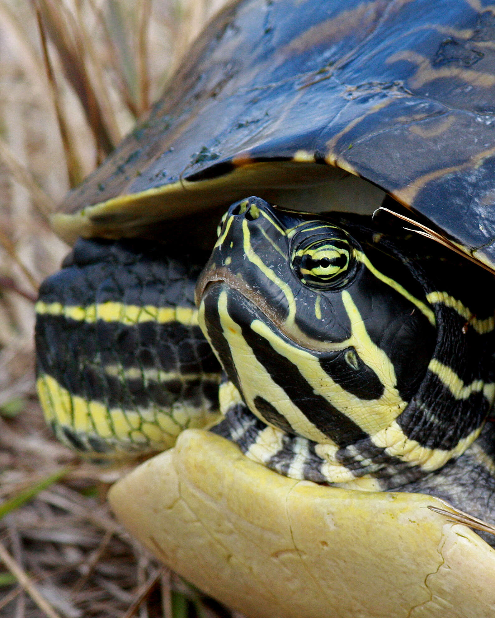 Image of Peninsula Cooter