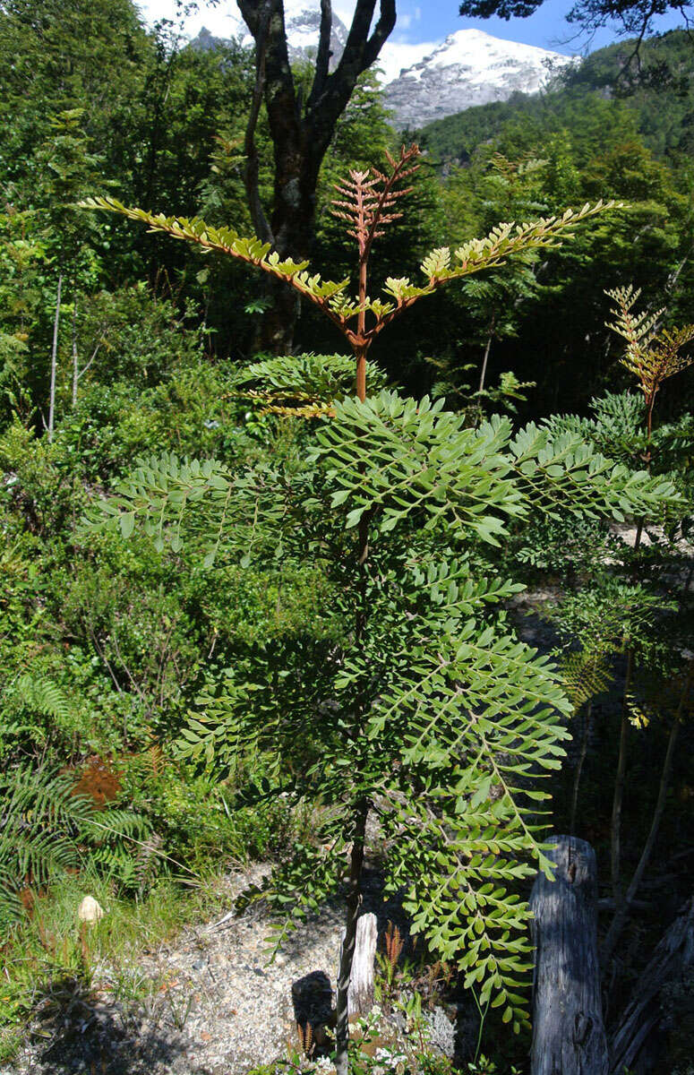 Image of Lomatia ferruginea R. Br.