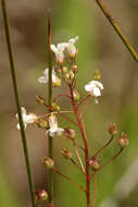 Image of limewater brookweed