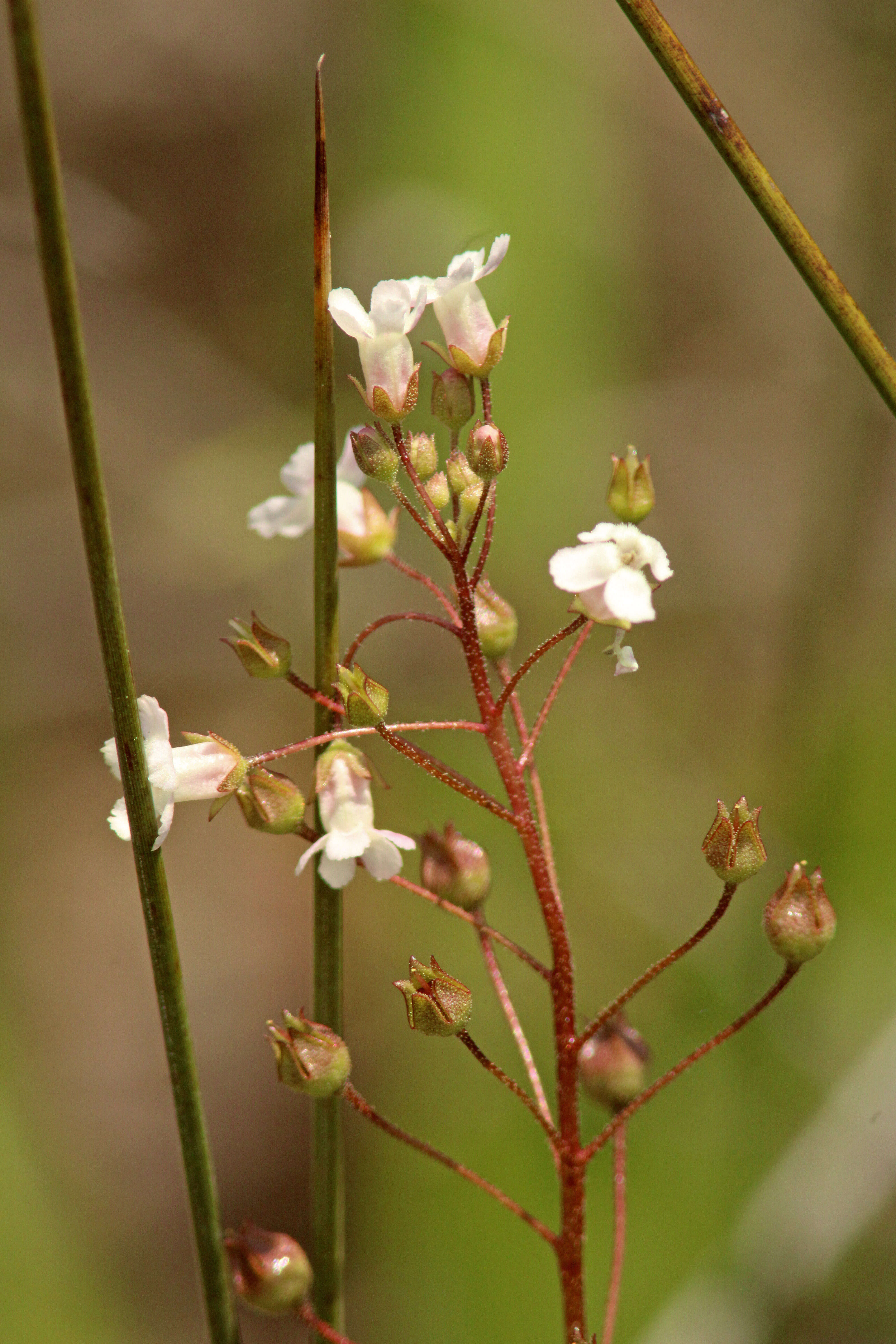 Image of limewater brookweed