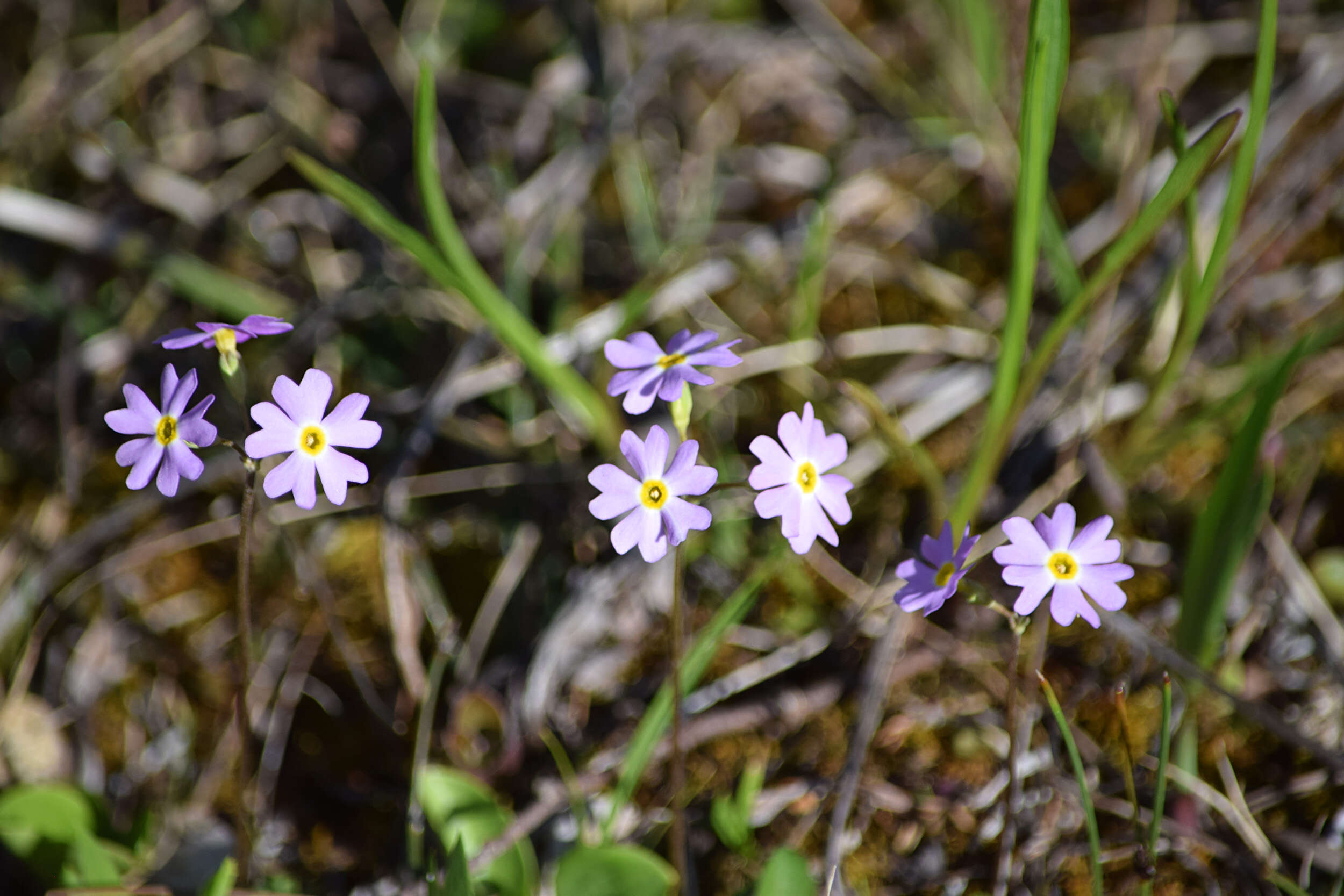 Imagem de Primula mistassinica Michx.