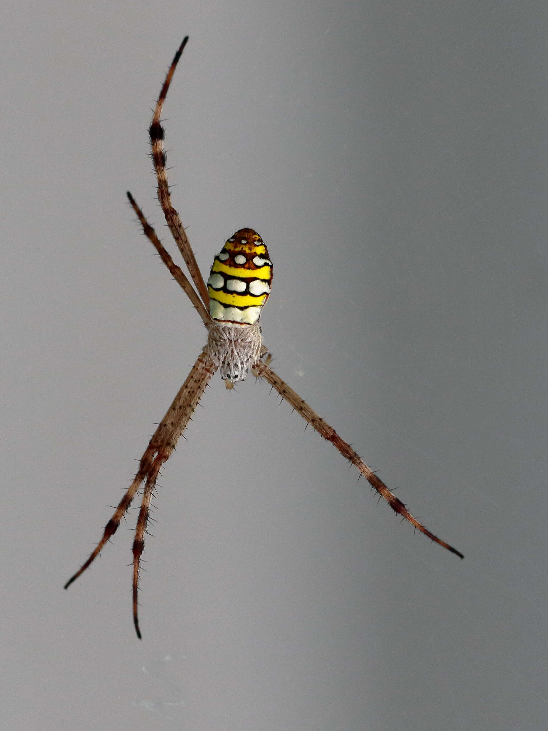 Image of Argiope picta L. Koch 1871