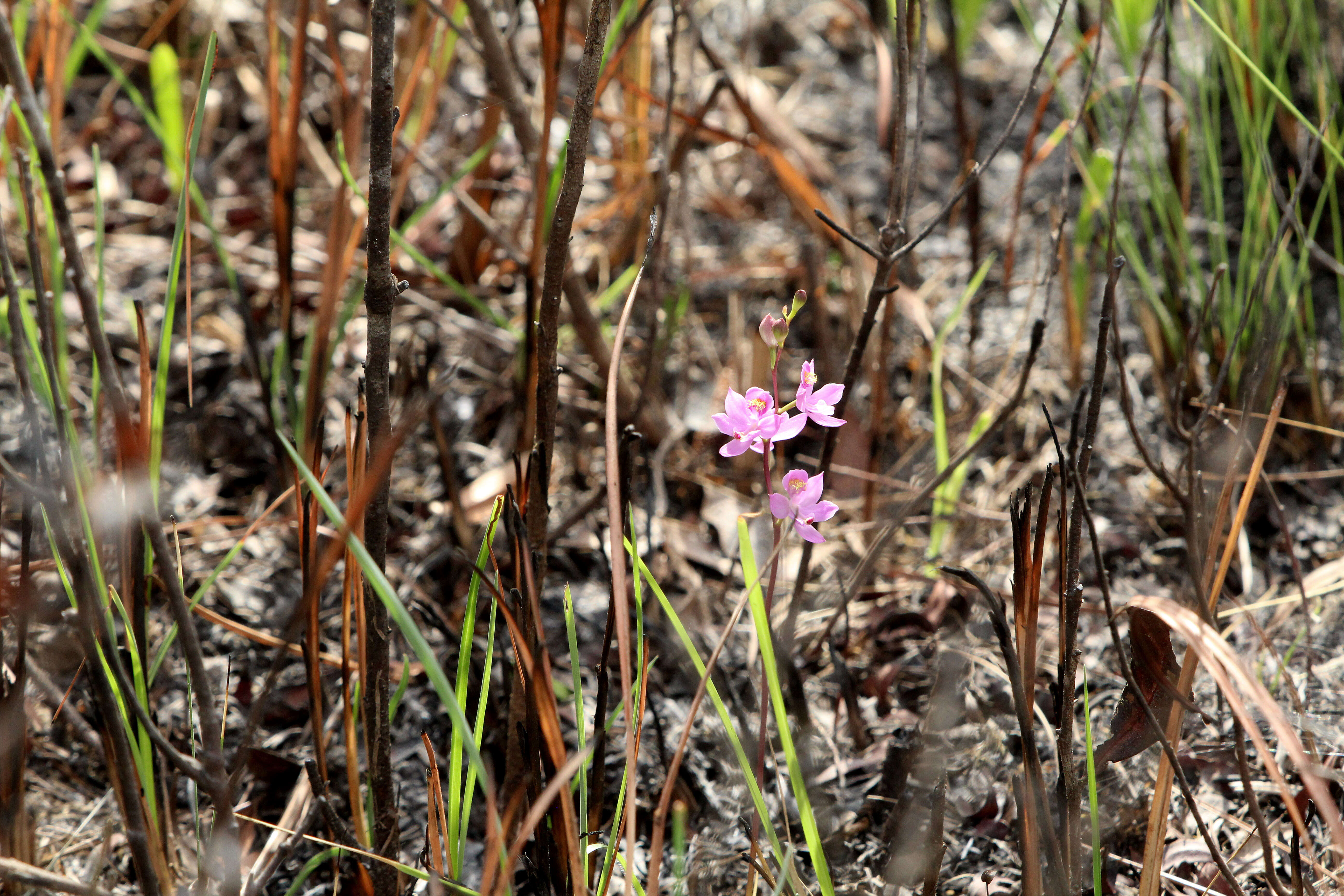 Image of Many-flowered grass-pink orchid