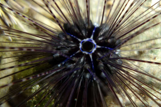 Image of Banded diadem urchin