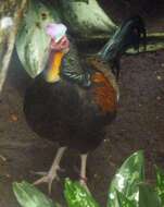 Image of Green Junglefowl