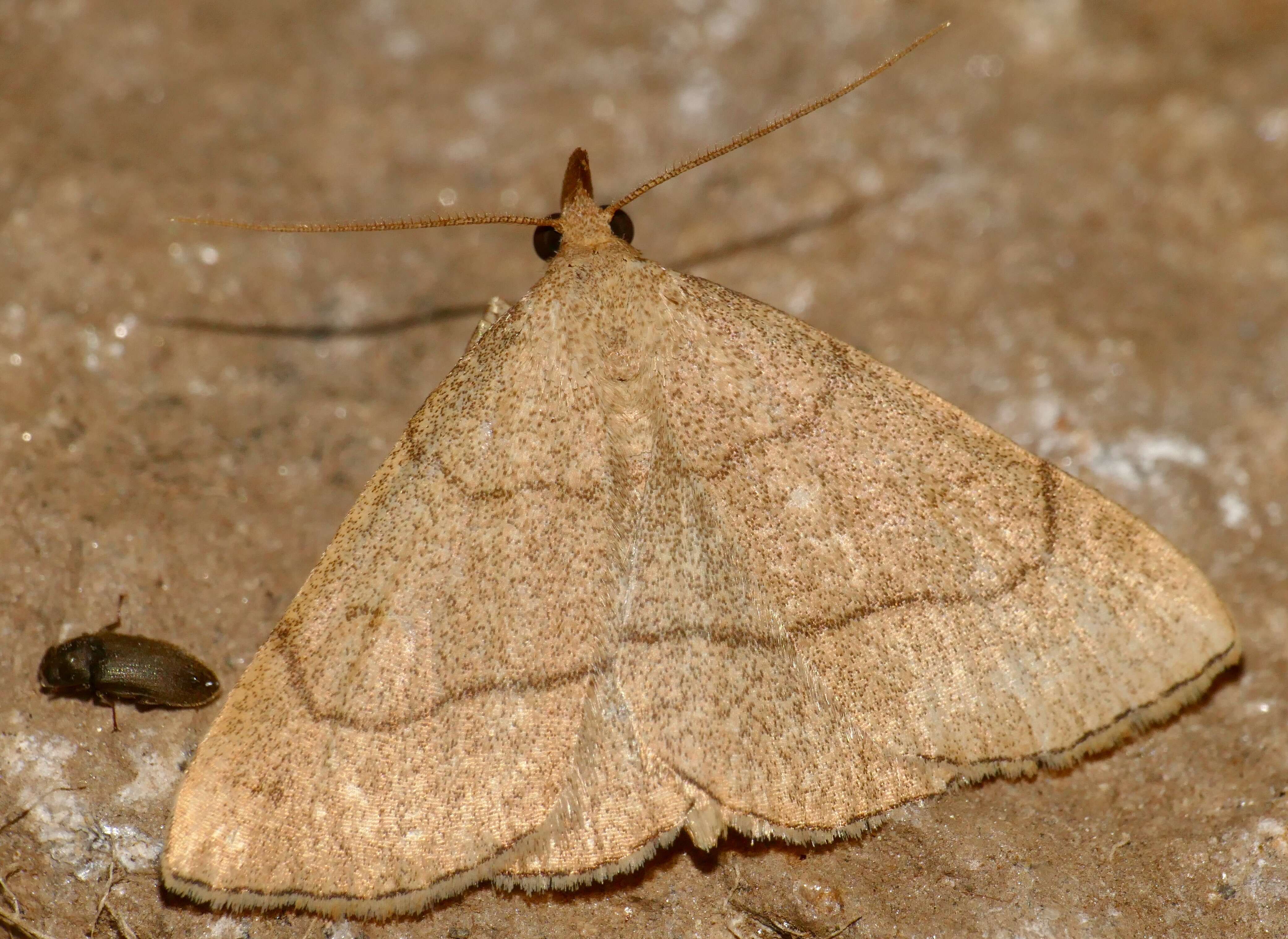 Image of clay fan-foot