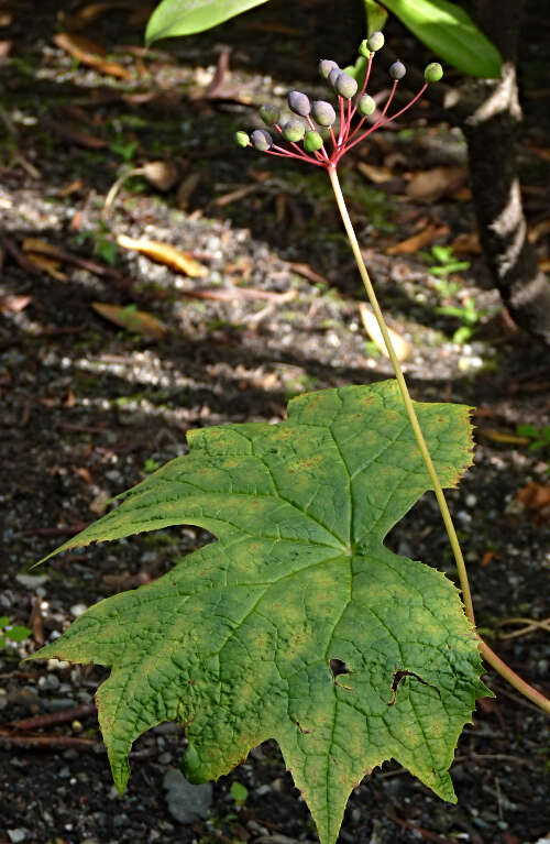 Image of American umbrellaleaf