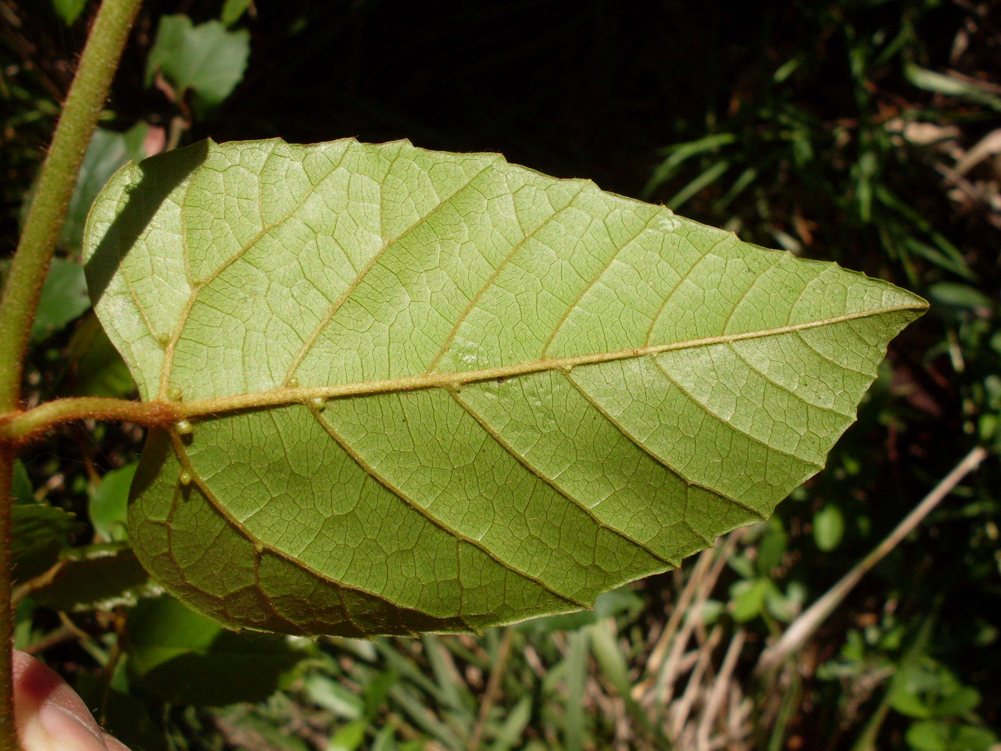 Image of kangaroo vine