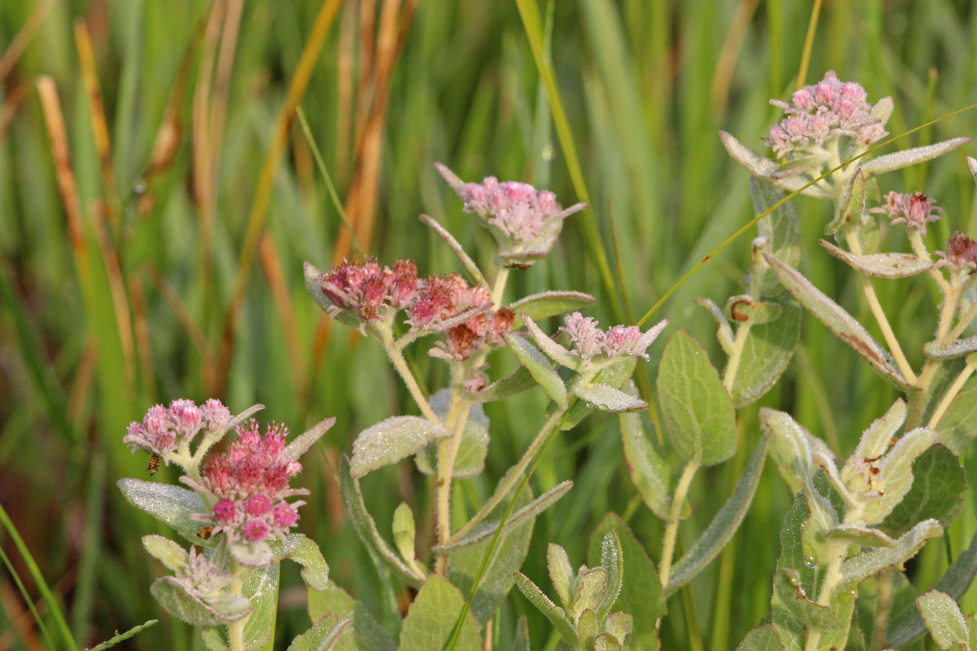 Pluchea baccharis (Mill.) Pruski resmi