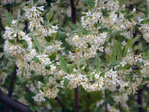 Image of autumn olive