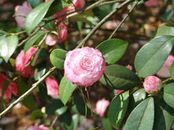 Слика од Camellia japonica L.