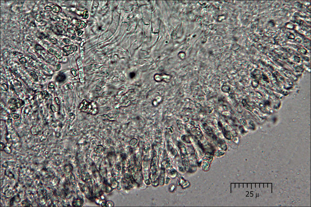 Leucogyrophana mollusca (Fr.) Pouzar 1958 resmi