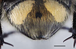 Image of Bee beetle