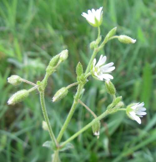 Image of common mouse-ear chickweed