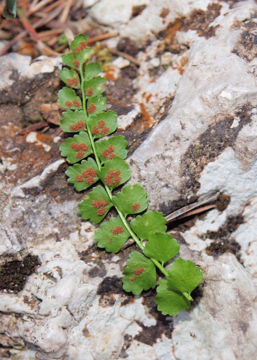 Image of Green Spleenwort