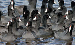 Image of Fulica Linnaeus 1758