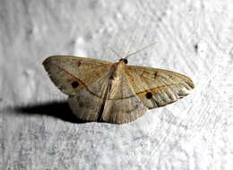 Image of Conolophia nigripuncta Hampson 1891