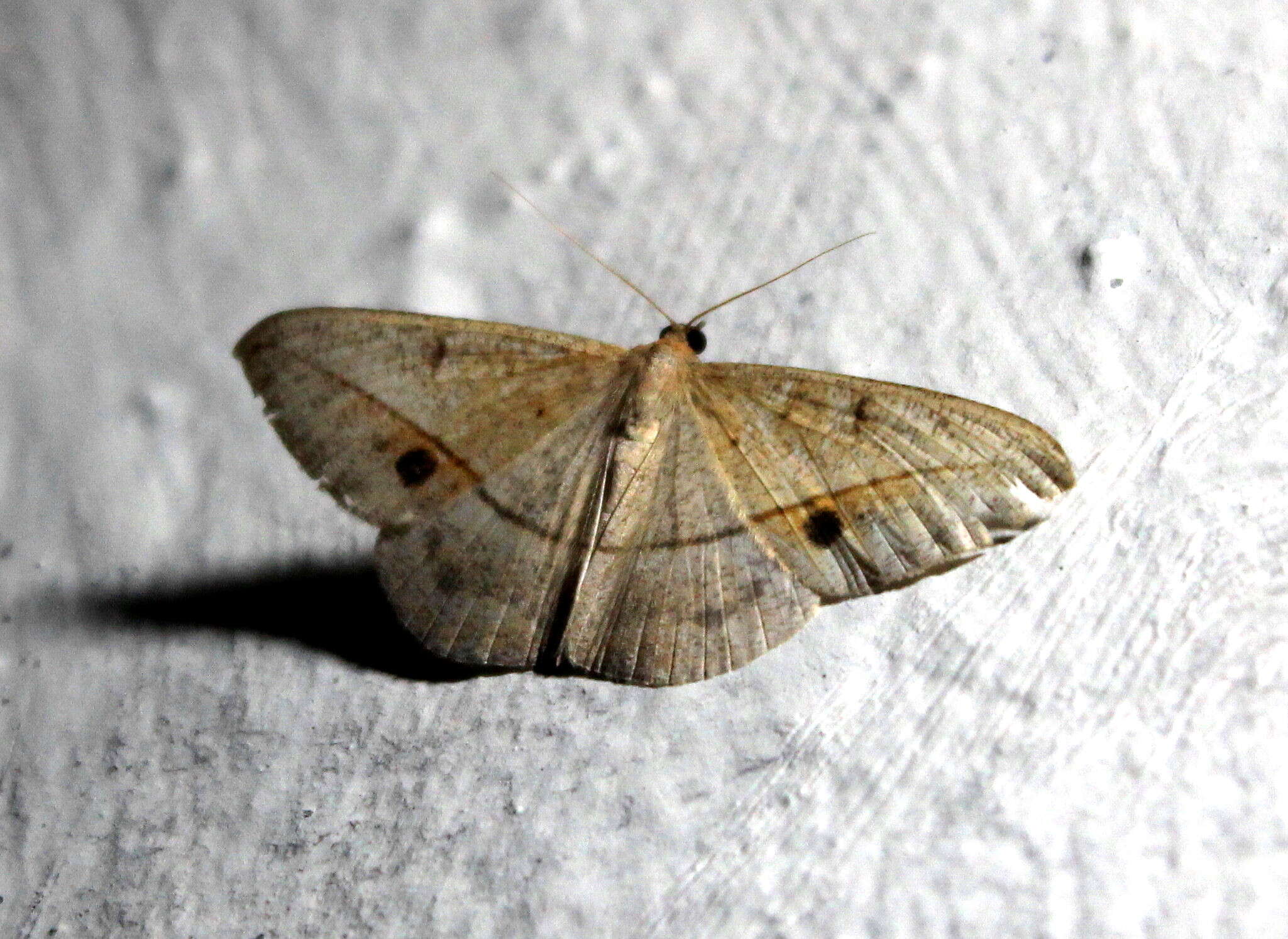 Image of Conolophia nigripuncta Hampson 1891