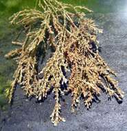 Image of common coral weed