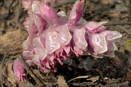 Image of common toothwort