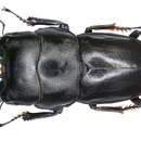 Image of Dorcus intermedius (Gestro 1881)