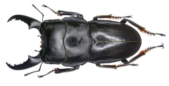 Image of Dorcus intermedius (Gestro 1881)