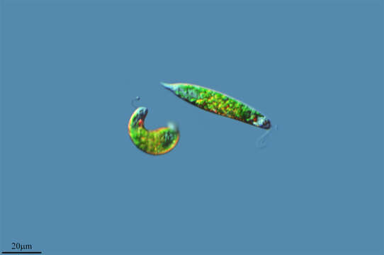 Image of Euglena viridis