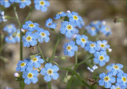 Image of true forget-me-not