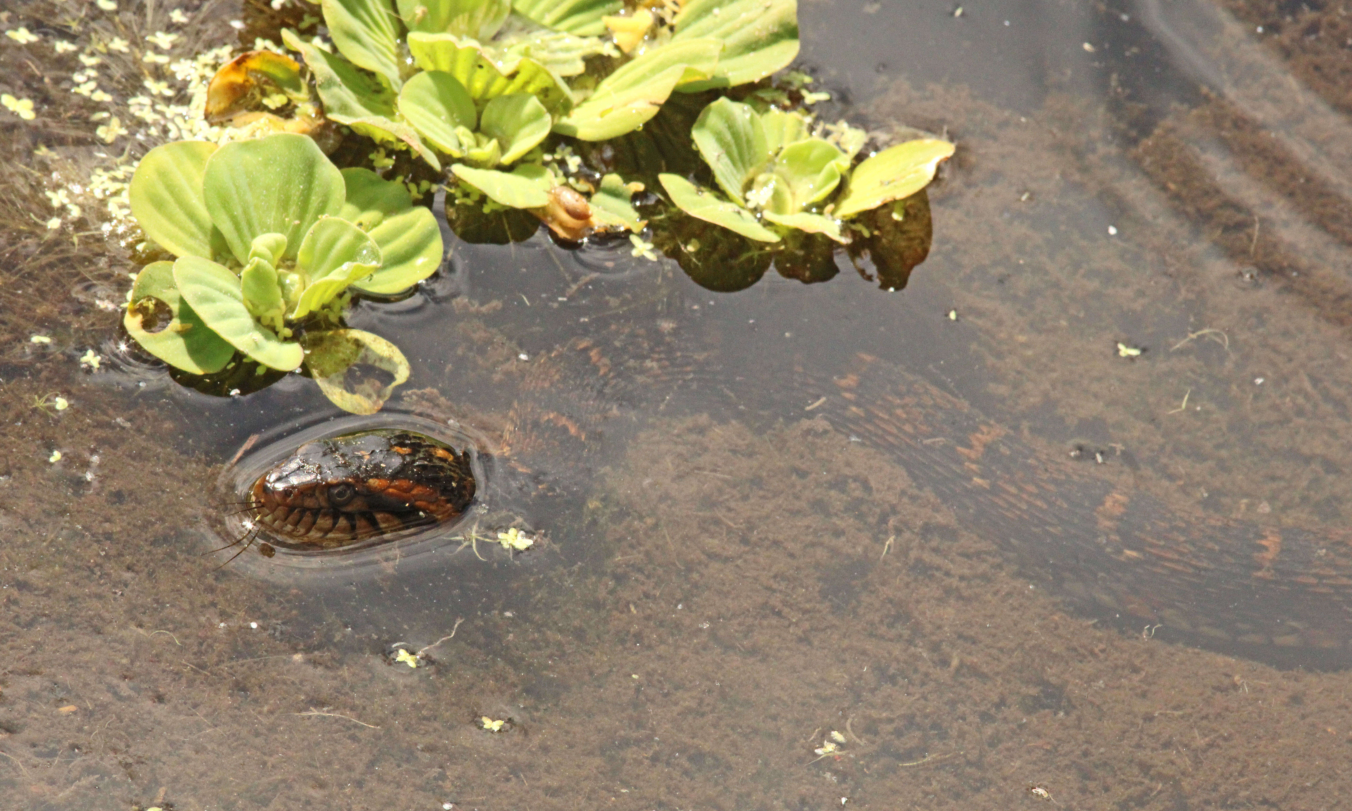 Sivun Nerodia fasciata pictiventris (Cope 1895) kuva