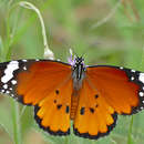 Sivun Danaus (Anosia) chrysippus subsp. aegyptius Schreber 1759 kuva