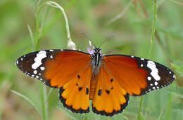 Sivun Danaus (Anosia) chrysippus subsp. aegyptius Schreber 1759 kuva