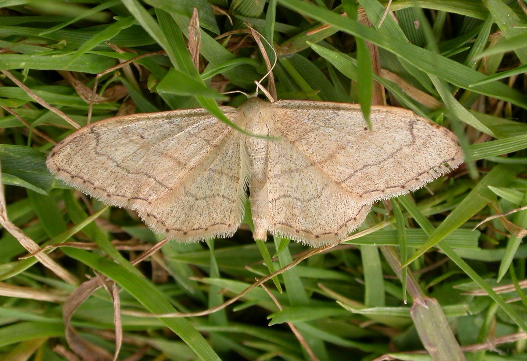 Image of riband wave