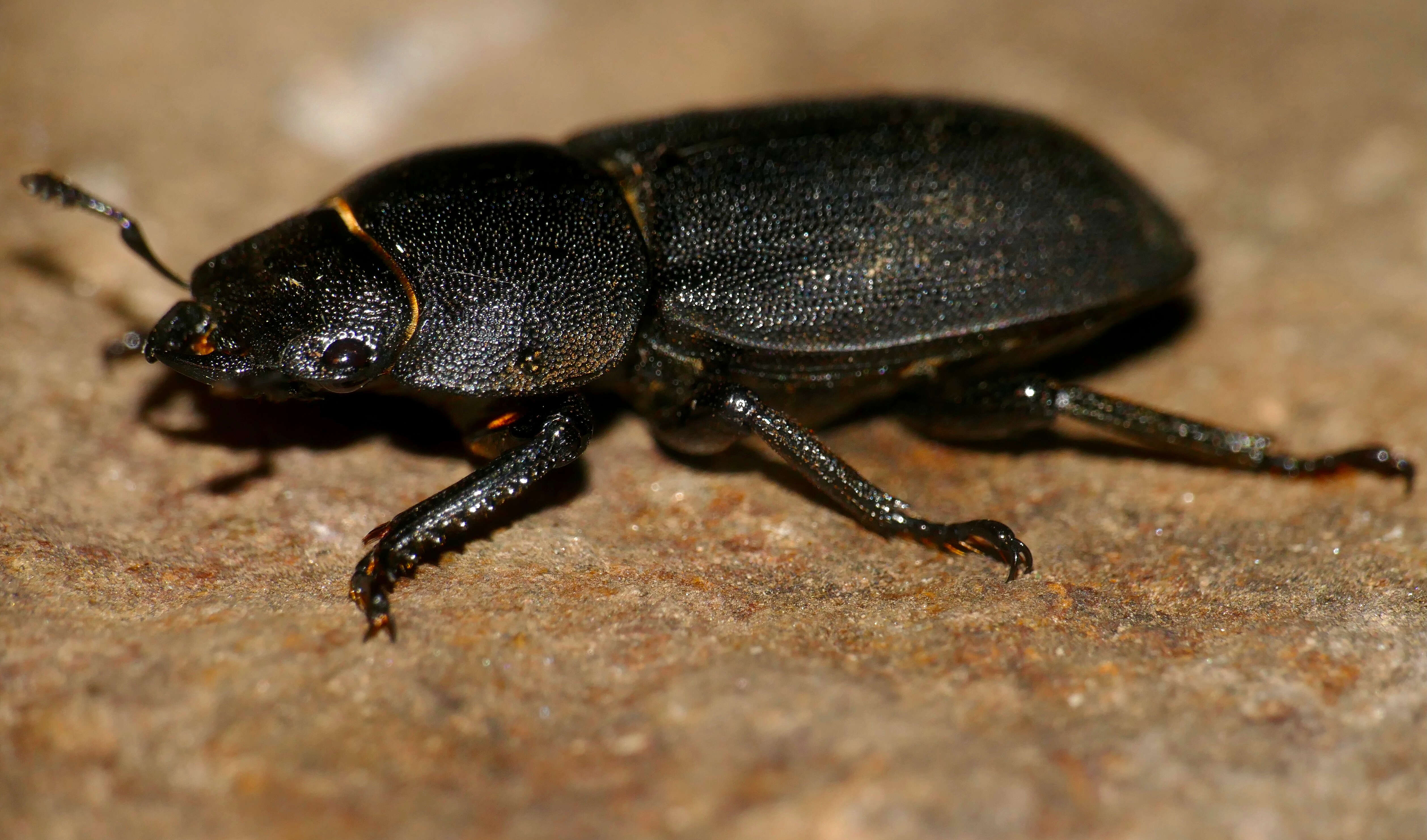 Image of Dorcus parallelipipedus (Linnaeus 1758)