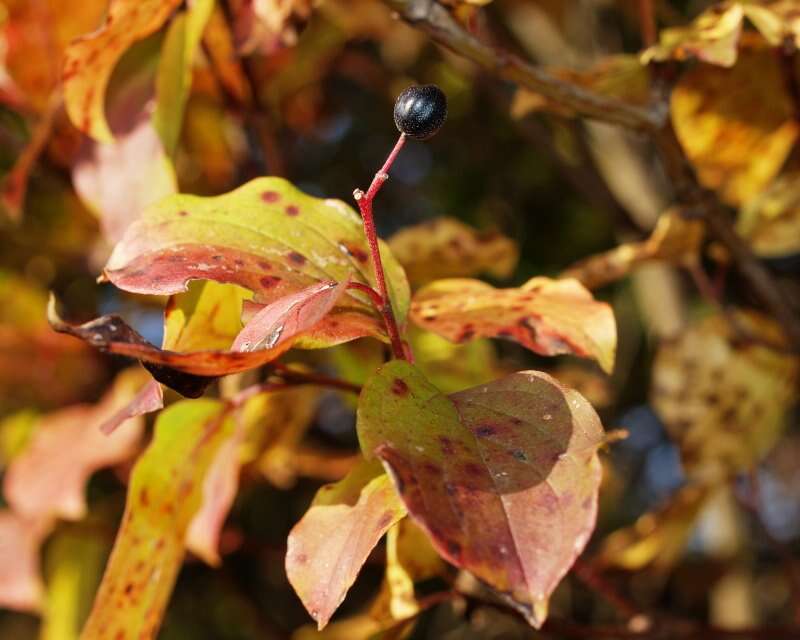 Image of Cornus sanguinea subsp. sanguinea