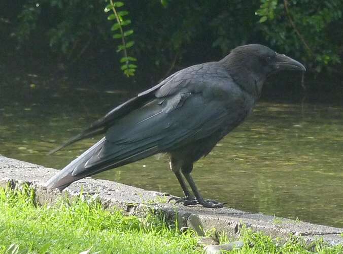 Image of Carrion Crow