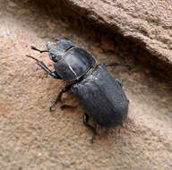 Dorcus parallelipipedus (Linnaeus 1758)的圖片