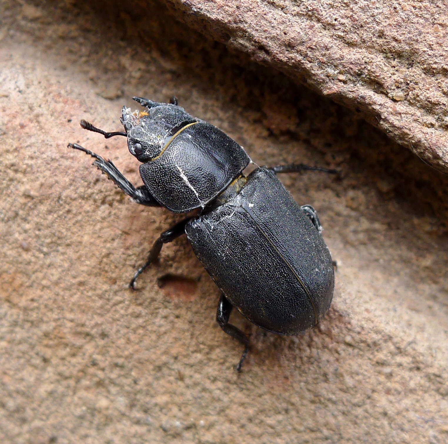 Image of Dorcus parallelipipedus (Linnaeus 1758)