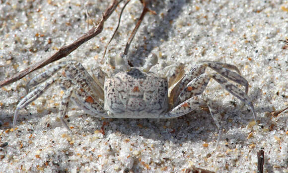 Image of Atlantic Ghost Crab