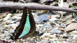 Imagem de Graphium sarpedon (Linnaeus 1758)