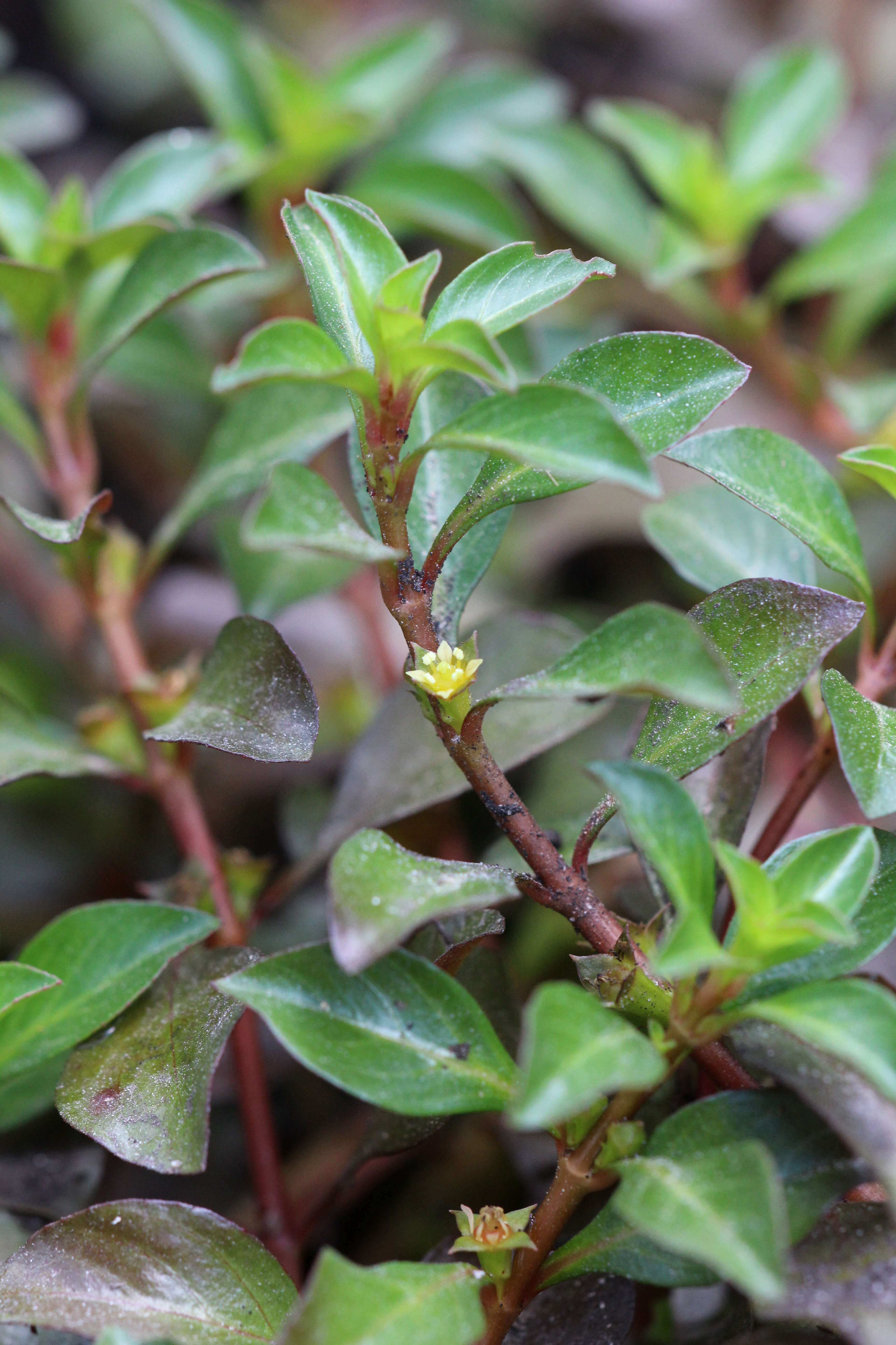 Image of creeping primrose-willow