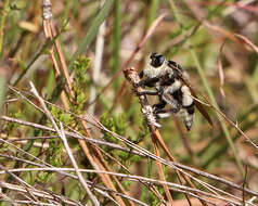 صورة Mallophora bomboides (Wiedemann 1821)