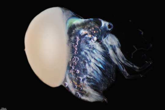 Image of jelly waterflea