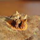 Image of Pear Rust