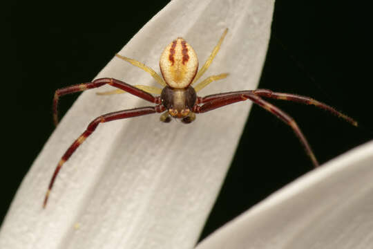 Image of Flower Crab Spiders