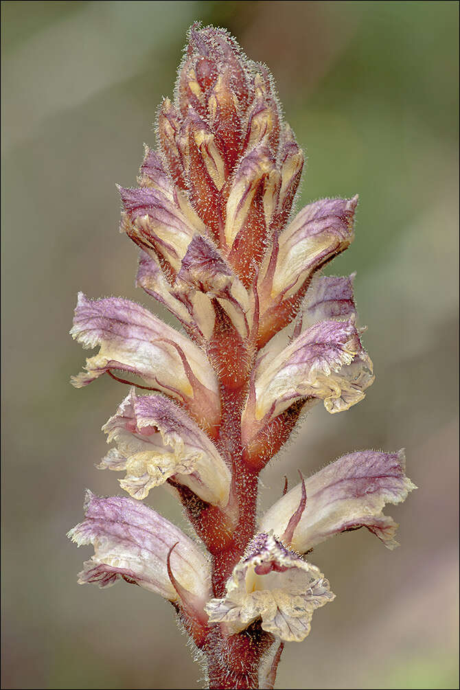 Image of clover broomrape