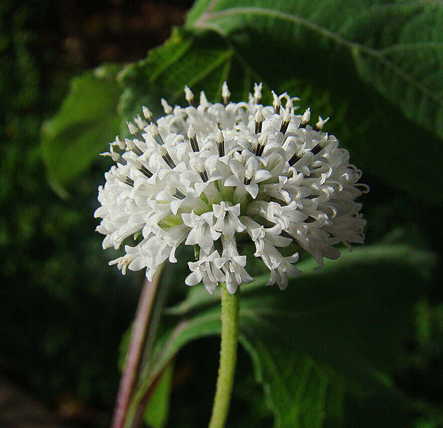 Sivun Melanthera nivea (L.) Small kuva