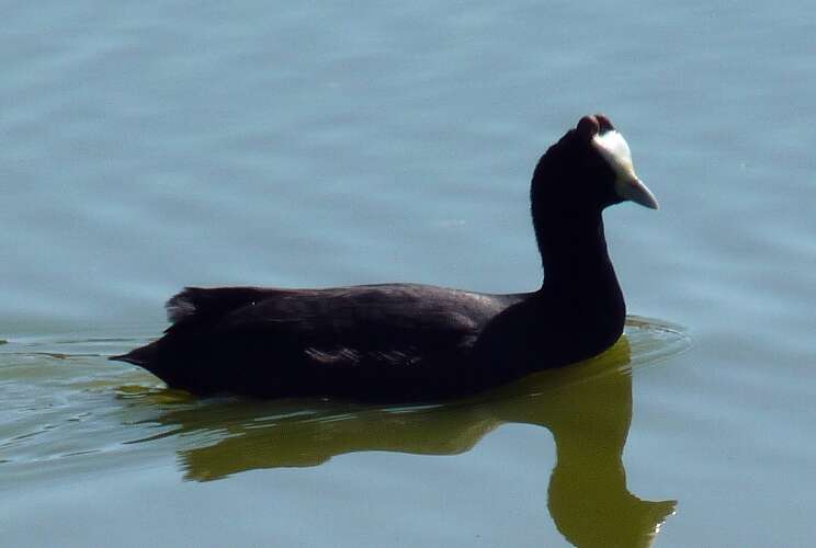 Image of Crested Coot
