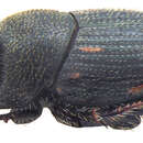 Image of Onthophagus troglodyta (Wiedemann 1823)