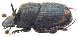 Image of Onthophagus troglodyta (Wiedemann 1823)